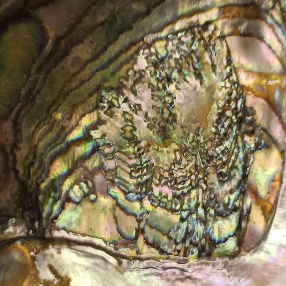 Vintage Large Abalone Shell Seashell Shiny Green Blue Yellow Pink Silver 8"x6" - Picture 9 of 12